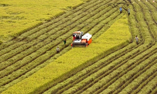 Sản xuất nông nghiệp 7 tháng năm 2025 tăng trưởng ổn định