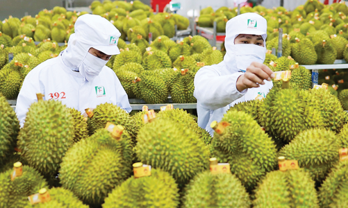 Đài Loan tăng cường kiểm tra sầu riêng nhập khẩu từ Việt Nam