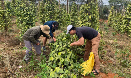 Nhiều mặt hàng nông sản xuất khẩu tăng mạnh, đạt 10,61 tỷ USD quý 1/2021