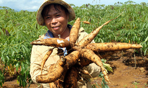 Tích tụ đất đai ngày càng phức tạp