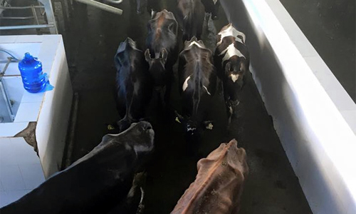 HAG trả cổ tức bằng cổ phiếu HNG: Vỗ béo rồi… vắt sữa?