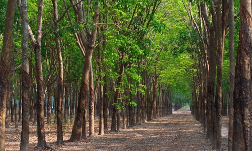 Chủ tịch Quốc hội: Cân nhắc quy định Việt kiều là chủ rừng