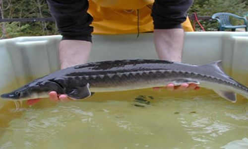 Metro đối mặt cáo buộc “hàng Tàu nhãn Việt”