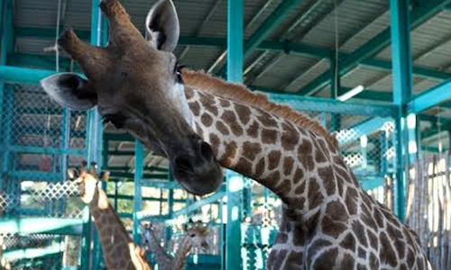 Vinpearl Safari Phú Quốc đón đợt động vật hiếm đầu tiên