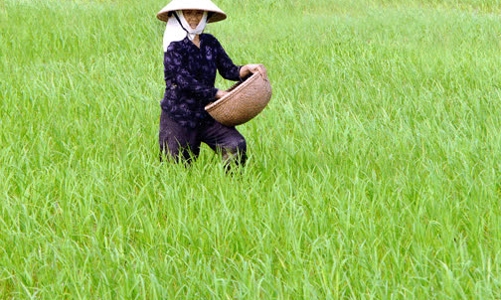 Thủ tướng trả lời chất vấn về nạn phân bón giả