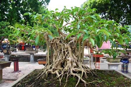 Những ai phải kê khai 9 loại tài sản, thu nhập từ 16/12?