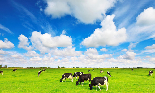 Vinamilk vào top 50 công ty niêm yết châu Á - Thái Bình Dương