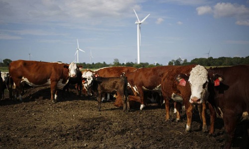 Trung Quốc chính thức nối lại nhập khẩu thịt bò Mỹ sau 13 năm