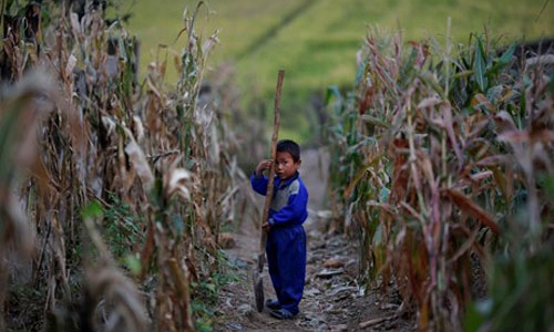 Học sinh tiểu học Triều Tiên phải đi trồng lúa