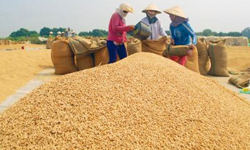Gạo tiếp tục xu thế giảm giá