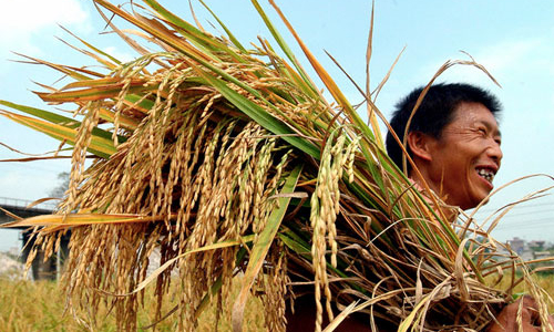 Sau Tết, lúa gạo chững giá