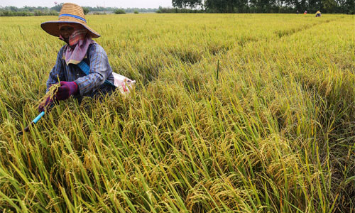 Gạo Thái Lan đối mặt khủng hoảng