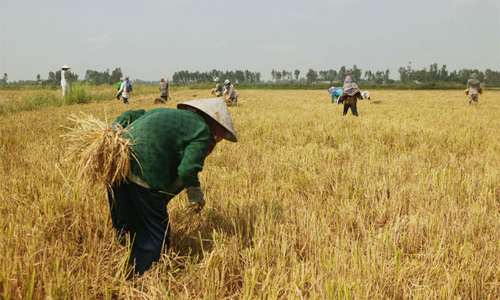 Nước nào được lợi khi sản lượng gạo của Việt Nam giảm?