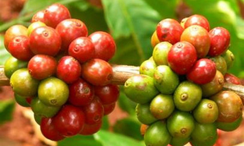 Cà phê vụ mới có hàng xuất khẩu từ đầu tháng 11