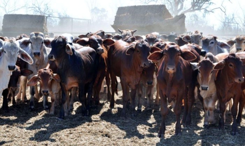 Doanh nhân Việt chi 18 triệu USD mua trang trại Australia