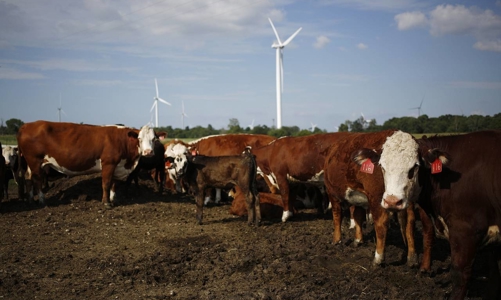 Thủ tướng Trung Quốc hứa nối lại nhập khẩu thịt bò Mỹ