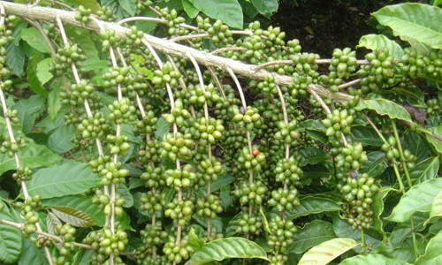 Cà phê mất giá do triển vọng được mùa