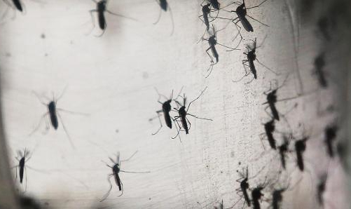 Virus Zika đang đe doạ Singapore