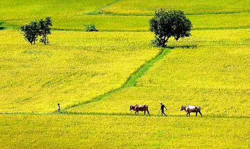 “Đụng” đất lúa, phải được Thủ tướng đồng ý