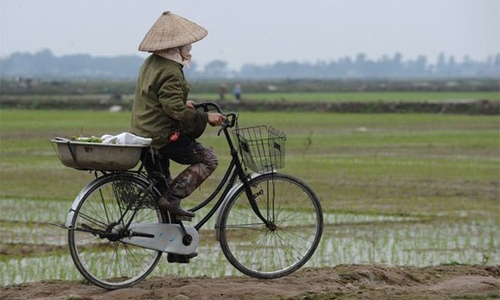 Thí điểm tích tụ đất đai đầu tư nông nghiệp tại Thái Bình và Hà Nam