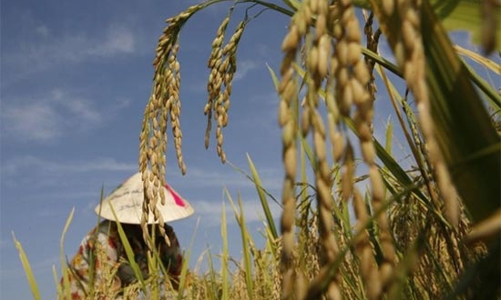 Lạm phát giá lương thực đáng lo hơn giá dầu cao?