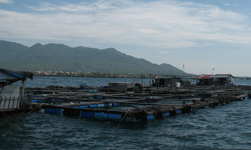 Người Trung Quốc nuôi cá ở Cam Ranh: Đang làm rõ trách nhiệm