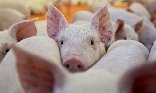 Hiệu ứng thua lỗ dây chuyền từ dịch tả lợn