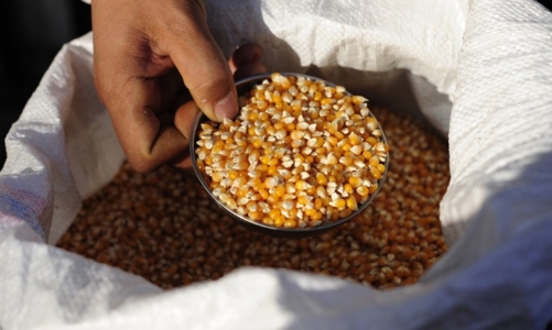 Vì sao doanh nghiệp Trung Quốc thâu tóm hàng loạt công ty nông nghiệp lớn?