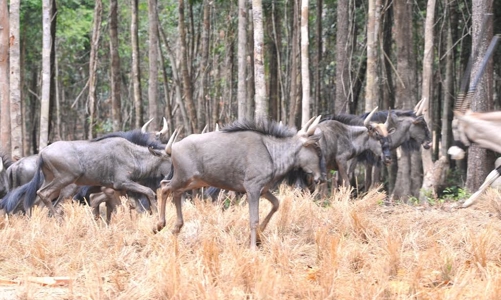 Cận cảnh Vinpearl Safari, vườn thú bán hoang dã đầu tiên tại Việt Nam