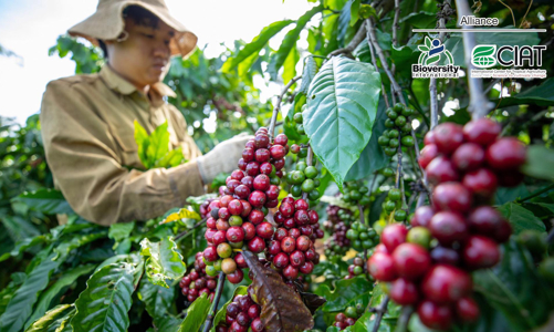 Hướng tới một tương lai bền vững cho ngành cà phê ở Tây Nguyên