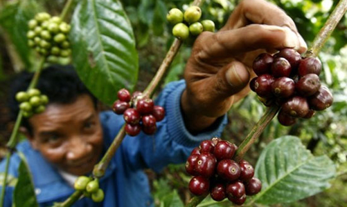 Ngành cà phê sẽ tiếp tục gặp khó khăn!