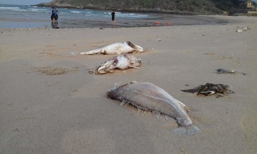 Hà Tĩnh lập hội đồng đánh giá thiệt hại Formosa gây ra