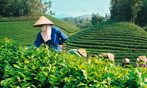 Xuất khẩu chè: Tái cơ cấu thị trường, hướng vào sản phẩm cao cấp