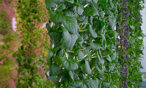 Startup trồng cây trong nhà “kiểu mới” nhận 200 triệu USD vốn đầu tư