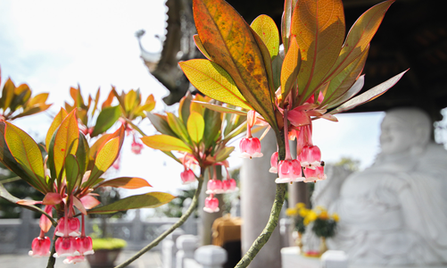 Độc đáo mùa hoa đào chuông tại Bà Nà Hills