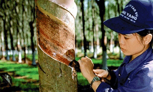Cơ chế đặc thù cho Tập đoàn Cao su khi cổ phần hoá