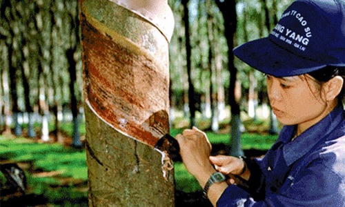 Tập đoàn Cao su thoái vốn tại 5 doanh nghiệp thuỷ điện