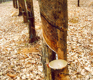 Xuất khẩu nông sản của Việt Nam sang Trung Quốc sẽ giảm?