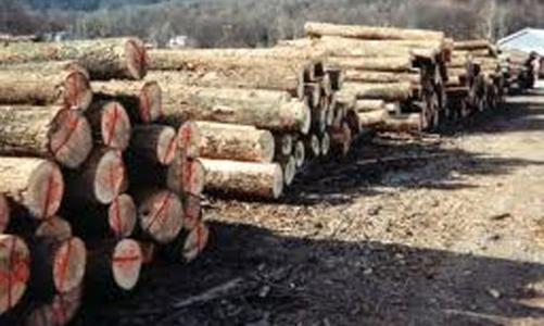 Đề xuất tăng thuế xuất khẩu thép, xi măng và gỗ