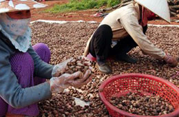 40% nguyên liệu của ngành điều vẫn phải nhập khẩu