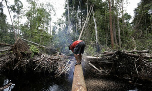 Trả công nửa ký cá, làm sao giữ được rừng?