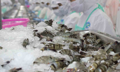 Xuất khẩu tôm giảm 4,4%