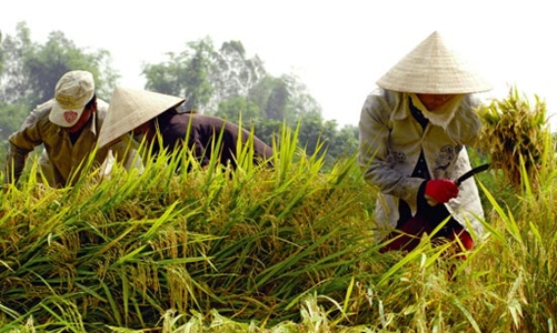 “Gói kích cầu vừa qua chưa thực sự đến tay nông dân”