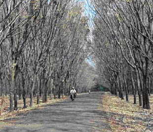 HAGL công bố lãi 915,68 tỷ đồng trong 6 tháng đầu năm