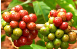 Năm nay, xuất khẩu cà phê có thể chạm mốc 2 tỷ USD