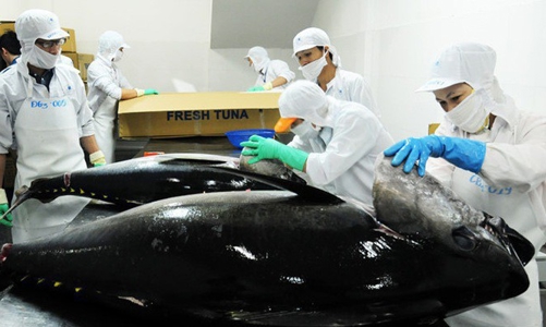 Xuất khẩu cá ngừ: Nhiều trở ngại trên đường tới mốc 1 tỷ USD