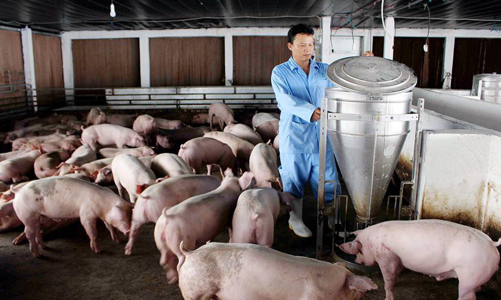Xa vời giấc mơ xuất khẩu thịt lợn