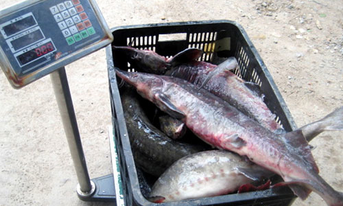 Phó thủ tướng yêu cầu báo cáo về cá tầm nhập lậu