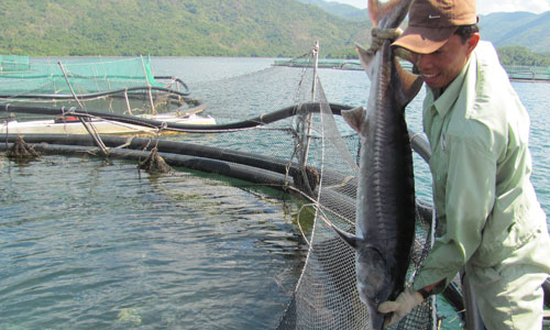 Bộ Công an xác định 10 đối tượng đầu nậu buôn lậu cá tầm