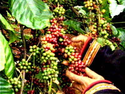 Sắp tổ chức lễ hội cà phê lần thứ 2 tại Đắc Lắc